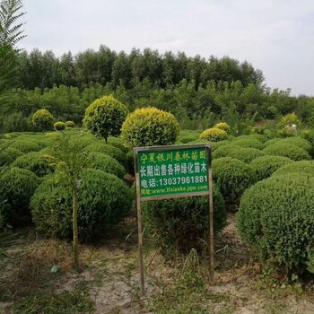 寧夏哪裡有賣綠化苗木的